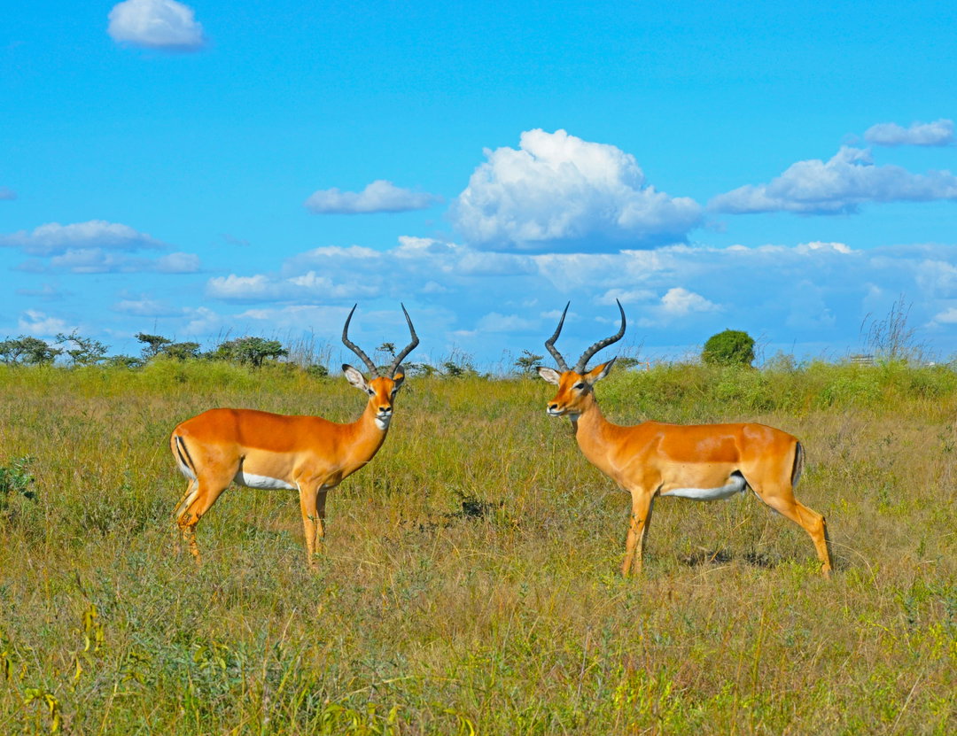 Samburu Wildlife Escape
