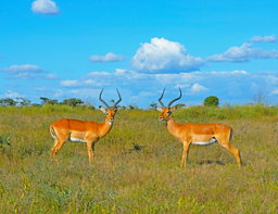 Samburu Wildlife Escape