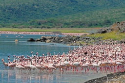 Lake Nakuru + Lake Naivasha Escape