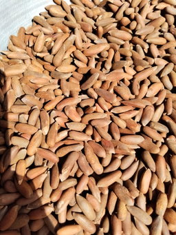 Dry fruit 