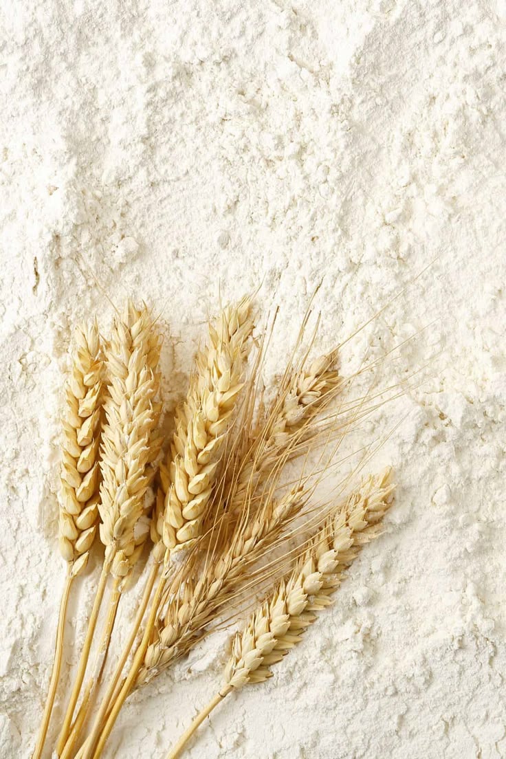 Farine de Blé Complet 750g