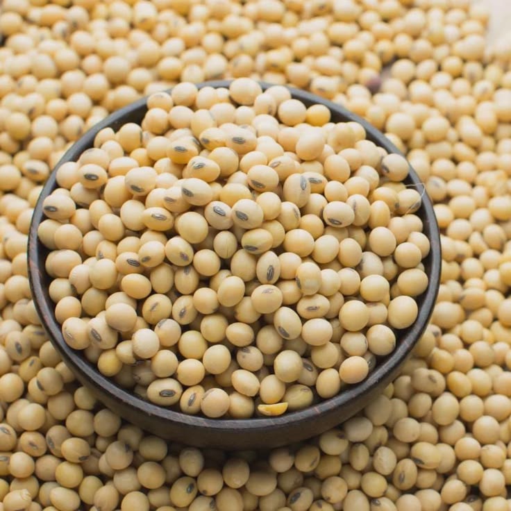Graine Soja 1kg_0