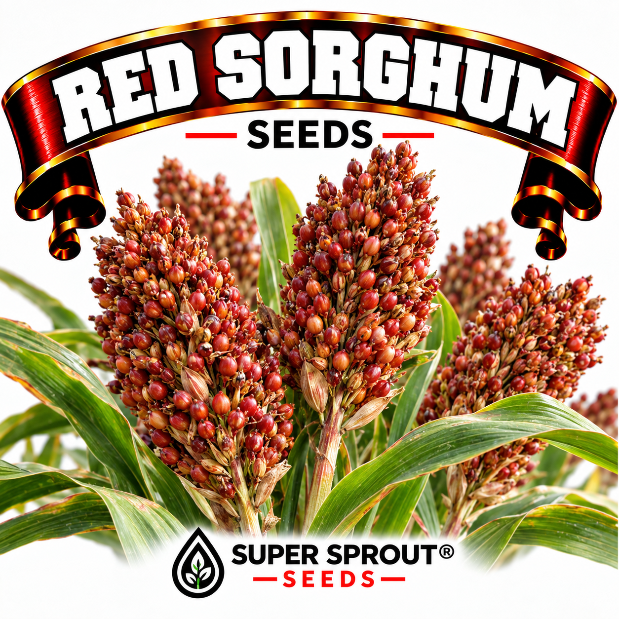 SORGHUM RED x 50 seeds