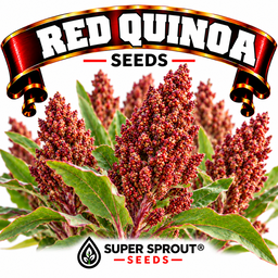 Red quinoa x 50+ seeds 