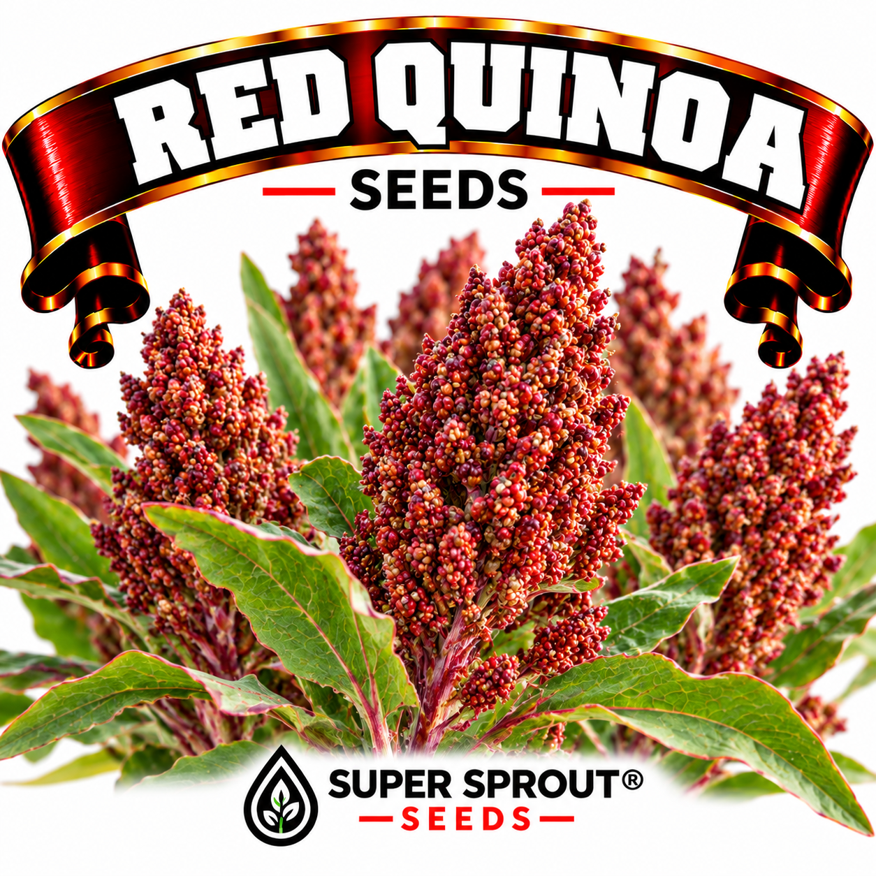 Red quinoa x 50+ seeds 