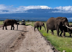 Amboseli Elephant Safari