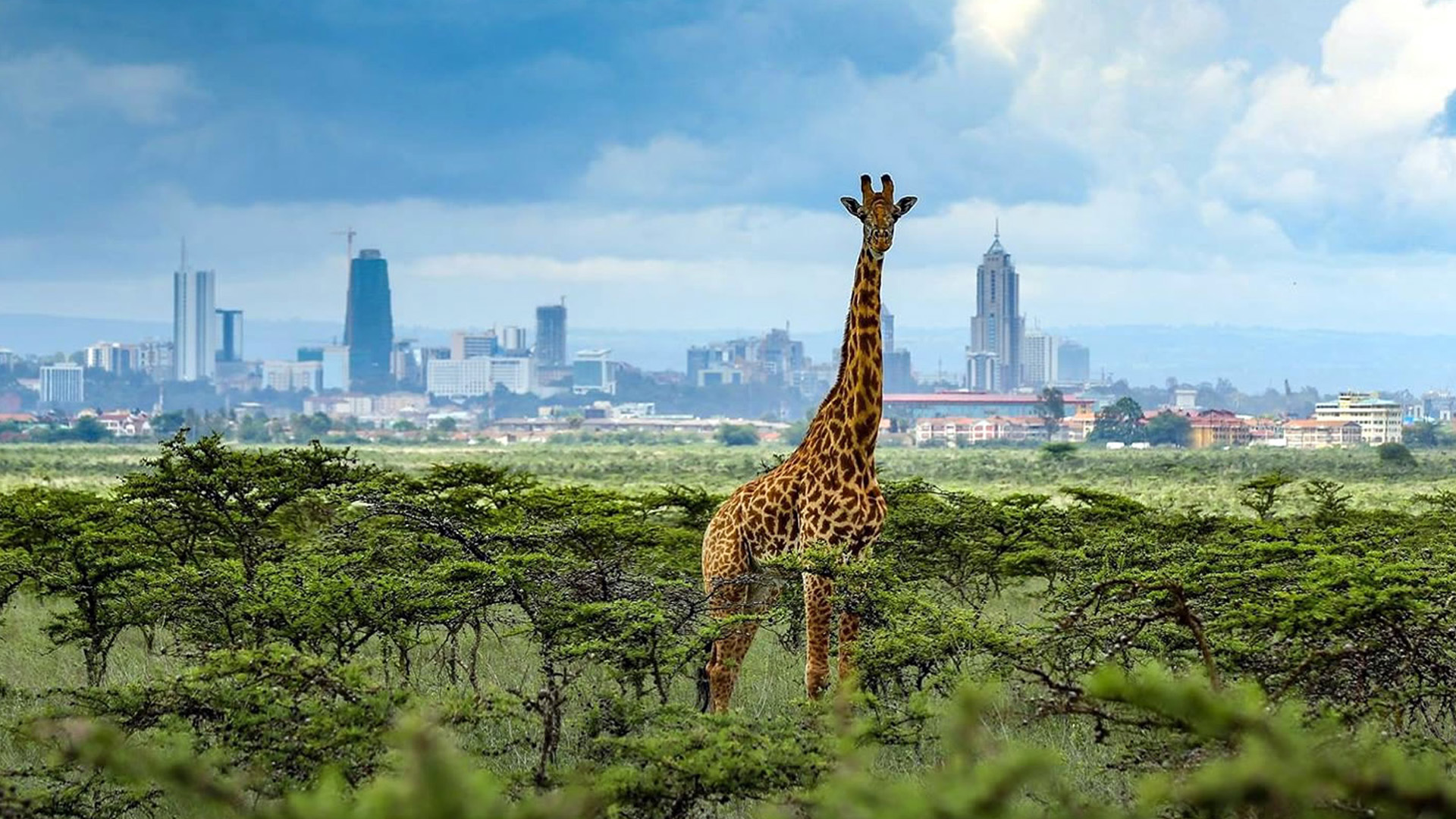 Nairobi + Masai Mara Safari