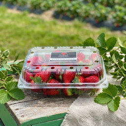 STRAWBERRIES PER PUNNET