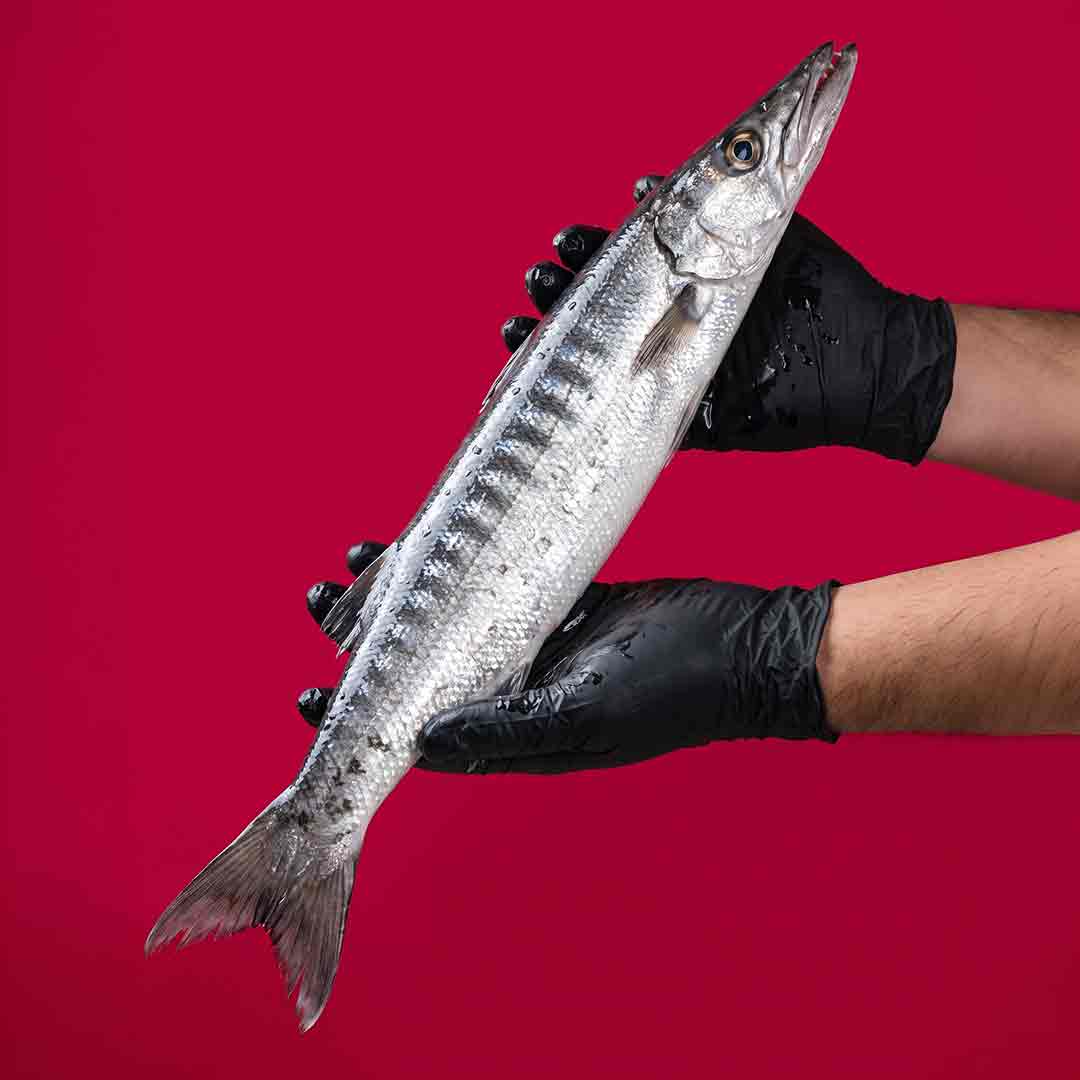 Maa Ooli / Barracuda / Sheela - Whole