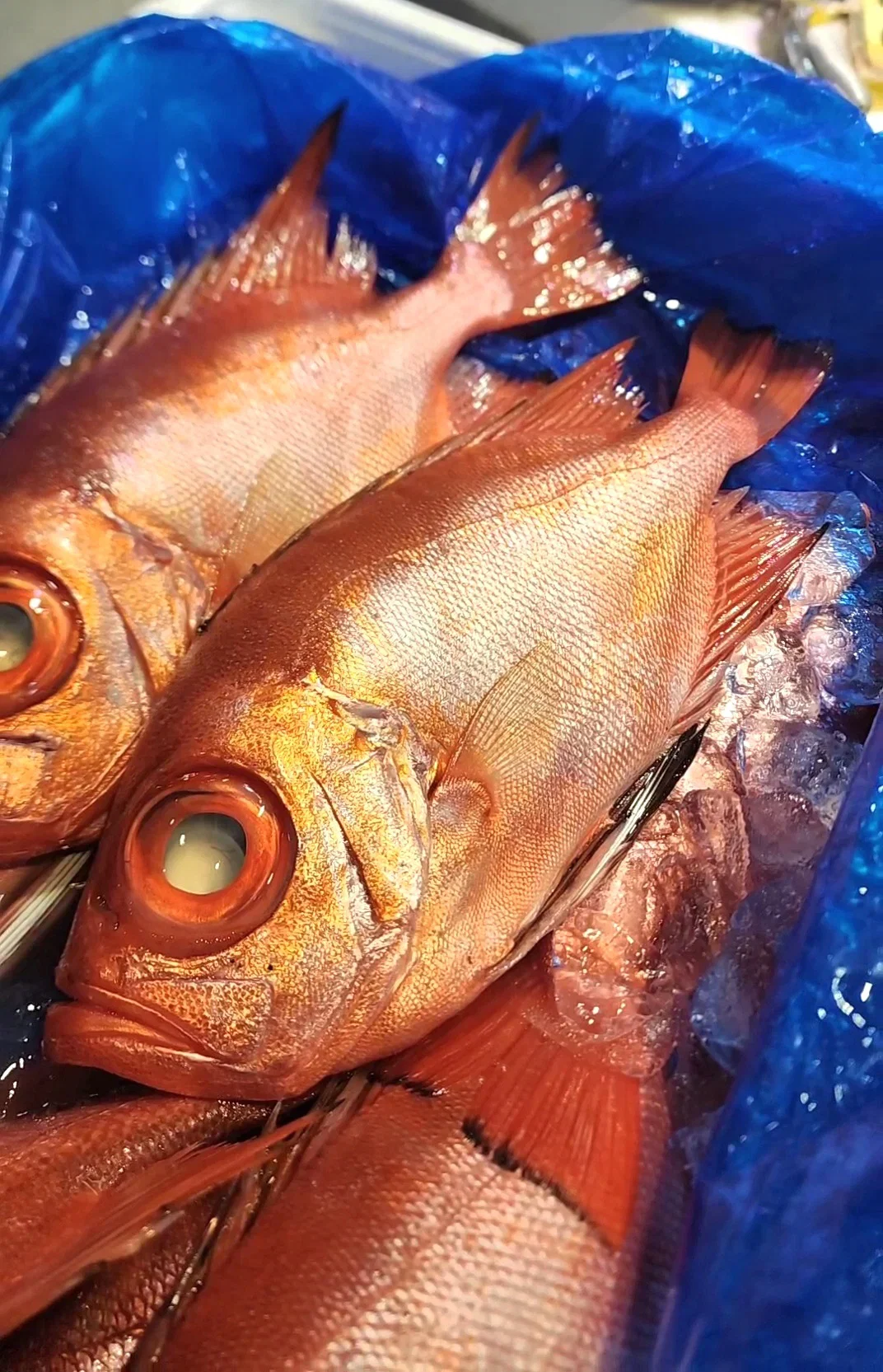 日本深水大眼鯛魚🧊（連皮版🌟）（約10兩）(已清洗及處理好)_1