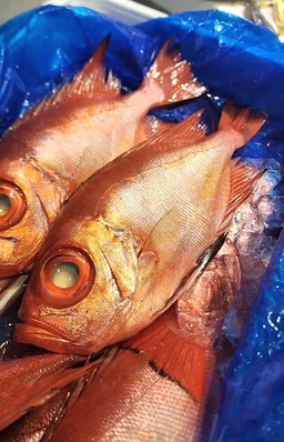 日本深水大眼鯛魚🧊（連皮版🌟）（約10兩）(已清洗及處理好)