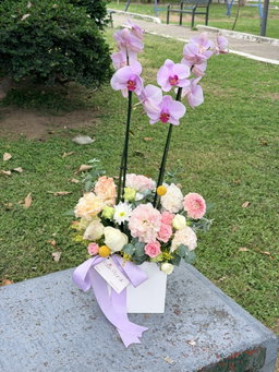 Jardin de Orquidea 