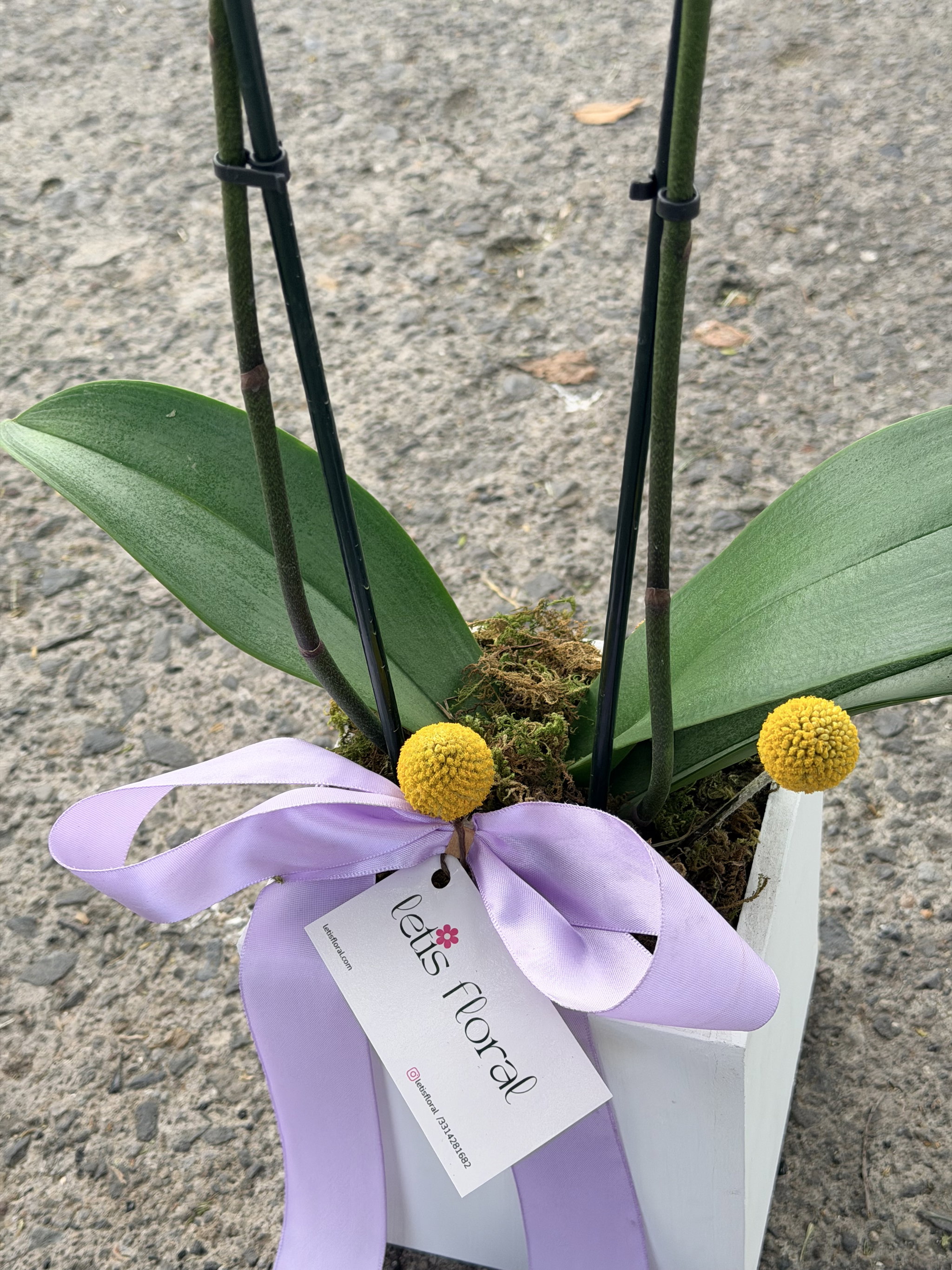Orquídea Sencilla_2