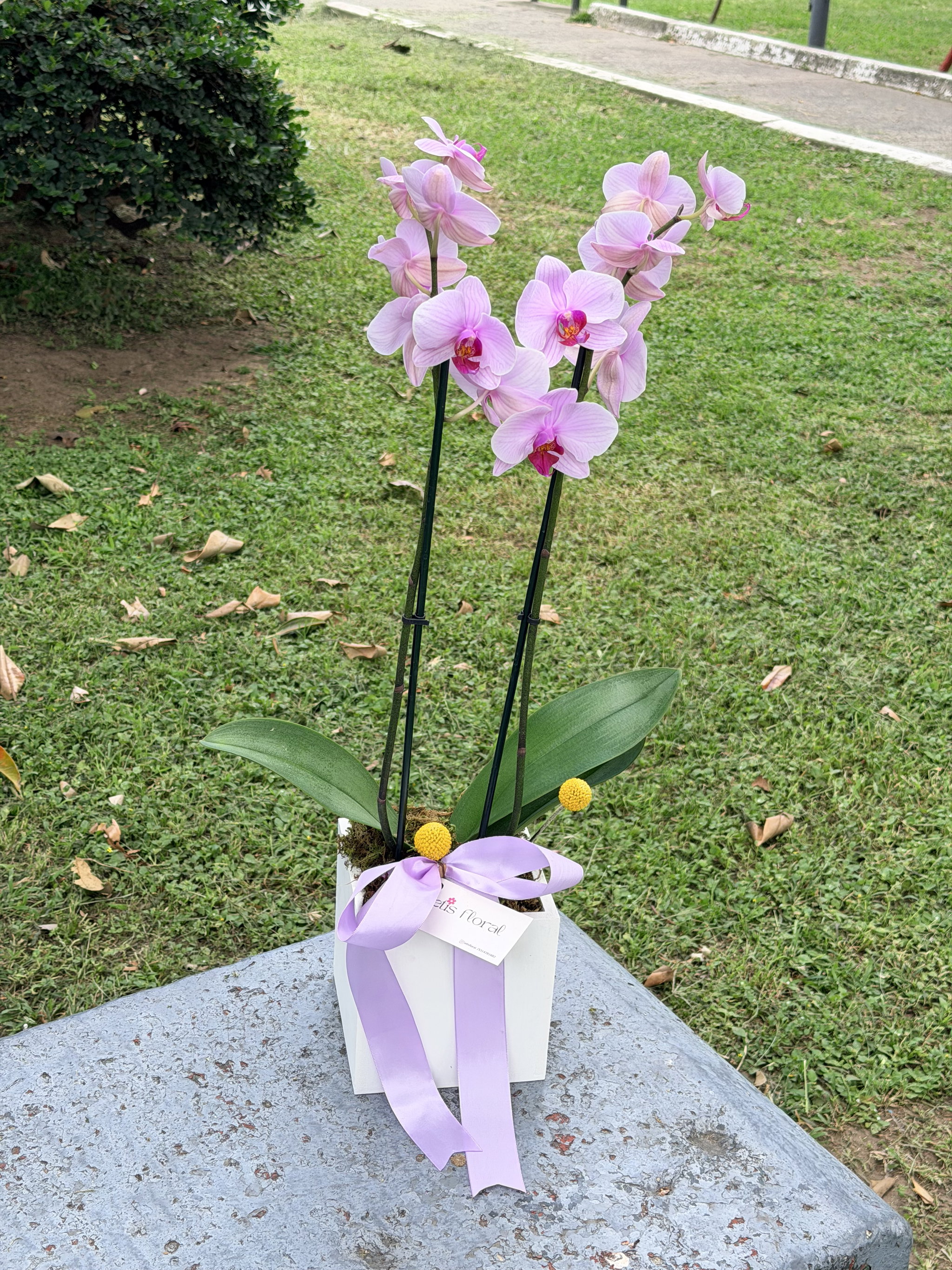 Orquídea Sencilla_1