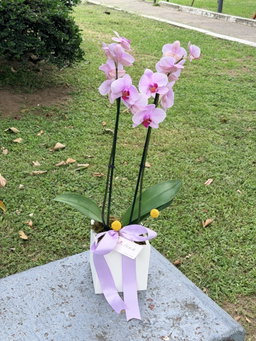 Orquídea Sencilla