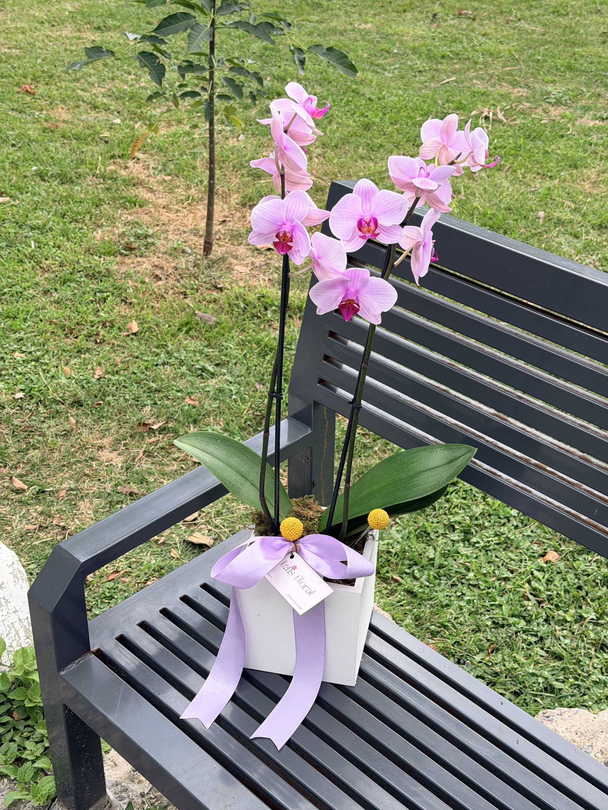 Orquídea Sencilla_0