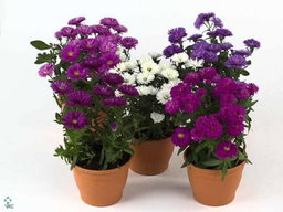Aster