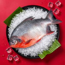 Dam Paarai / Freshwater Trevally   