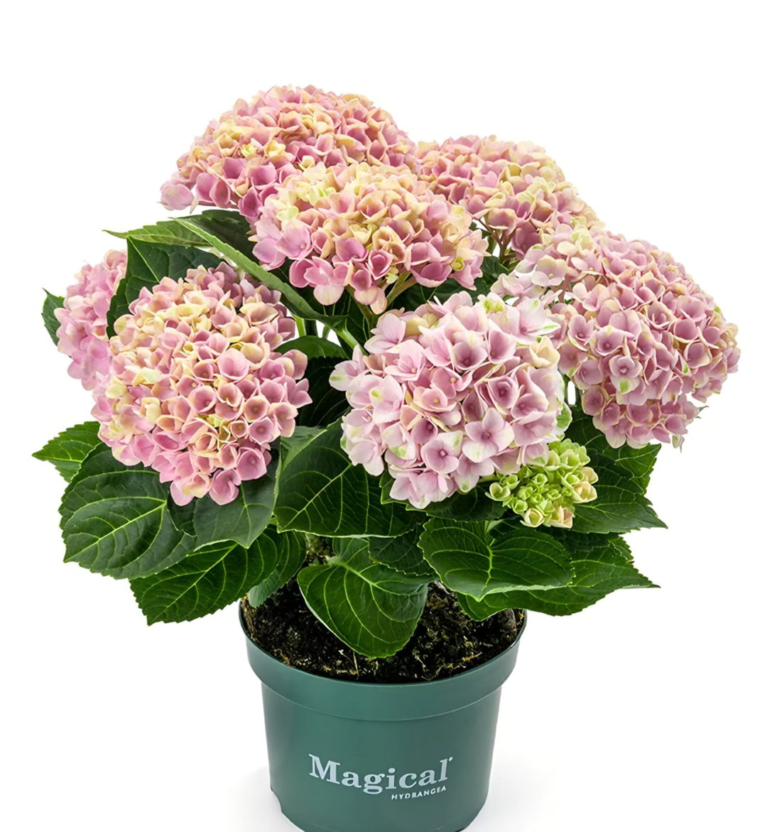 Hydrangeas 