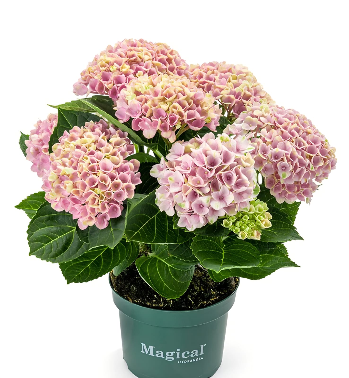 Hydrangeas _0