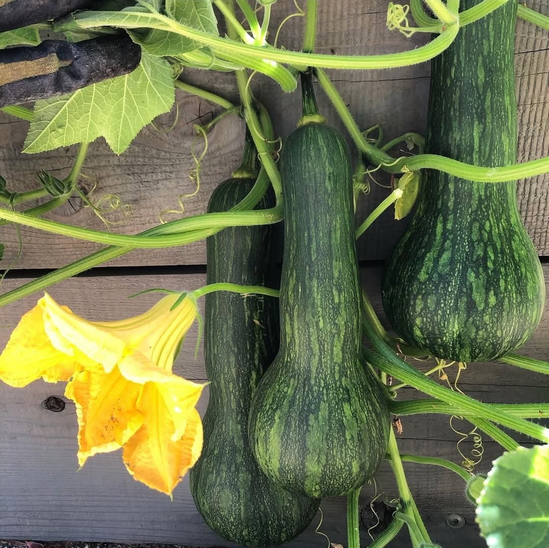Centercut ROW 7 
