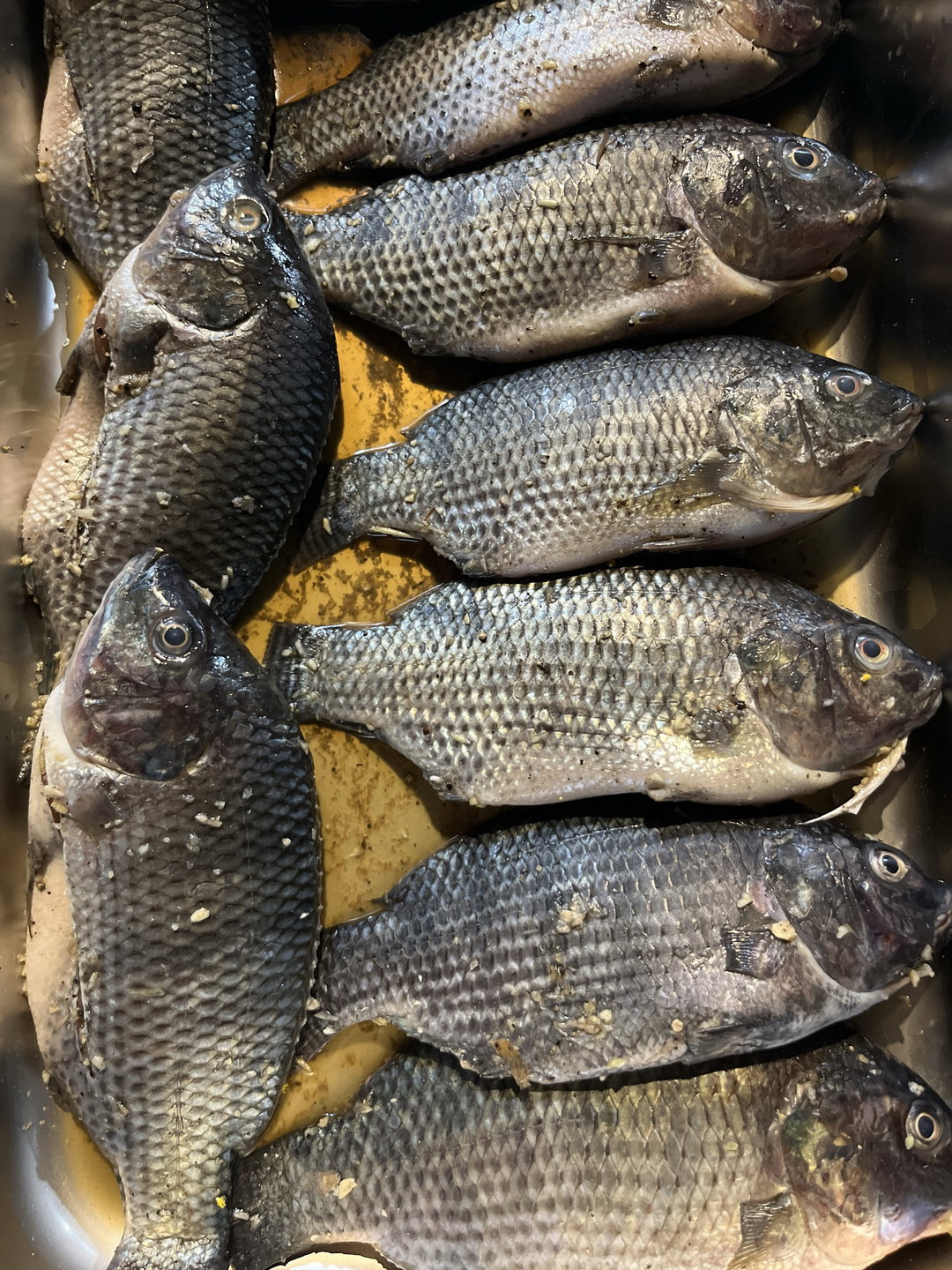 Tilapia