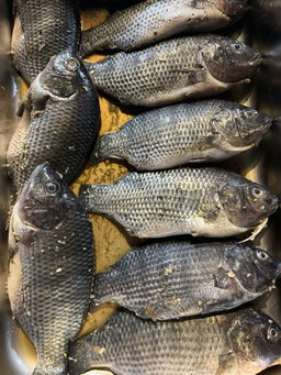 Tilapia