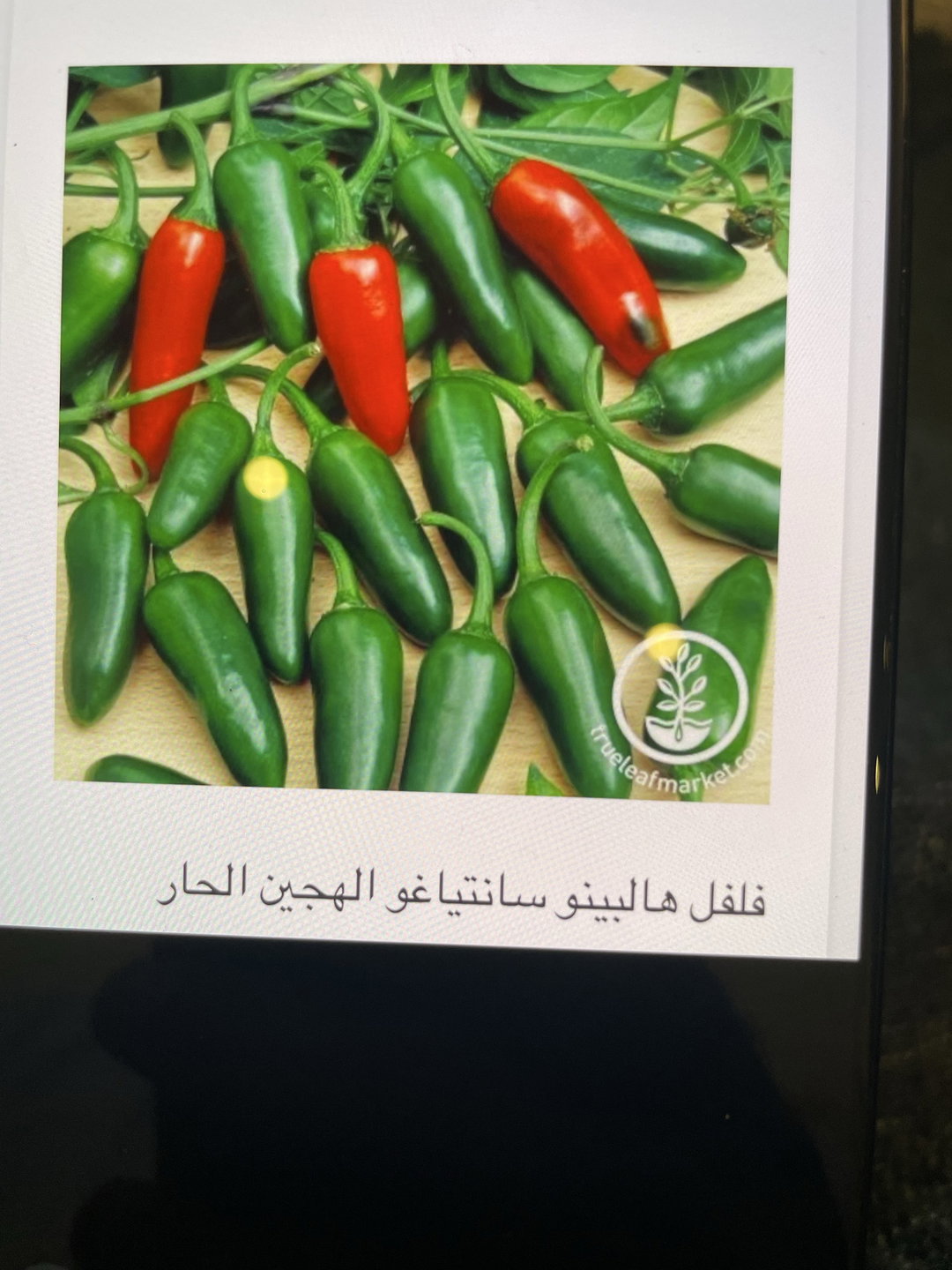 فلفل بارد