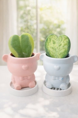 爱心球兰❤️