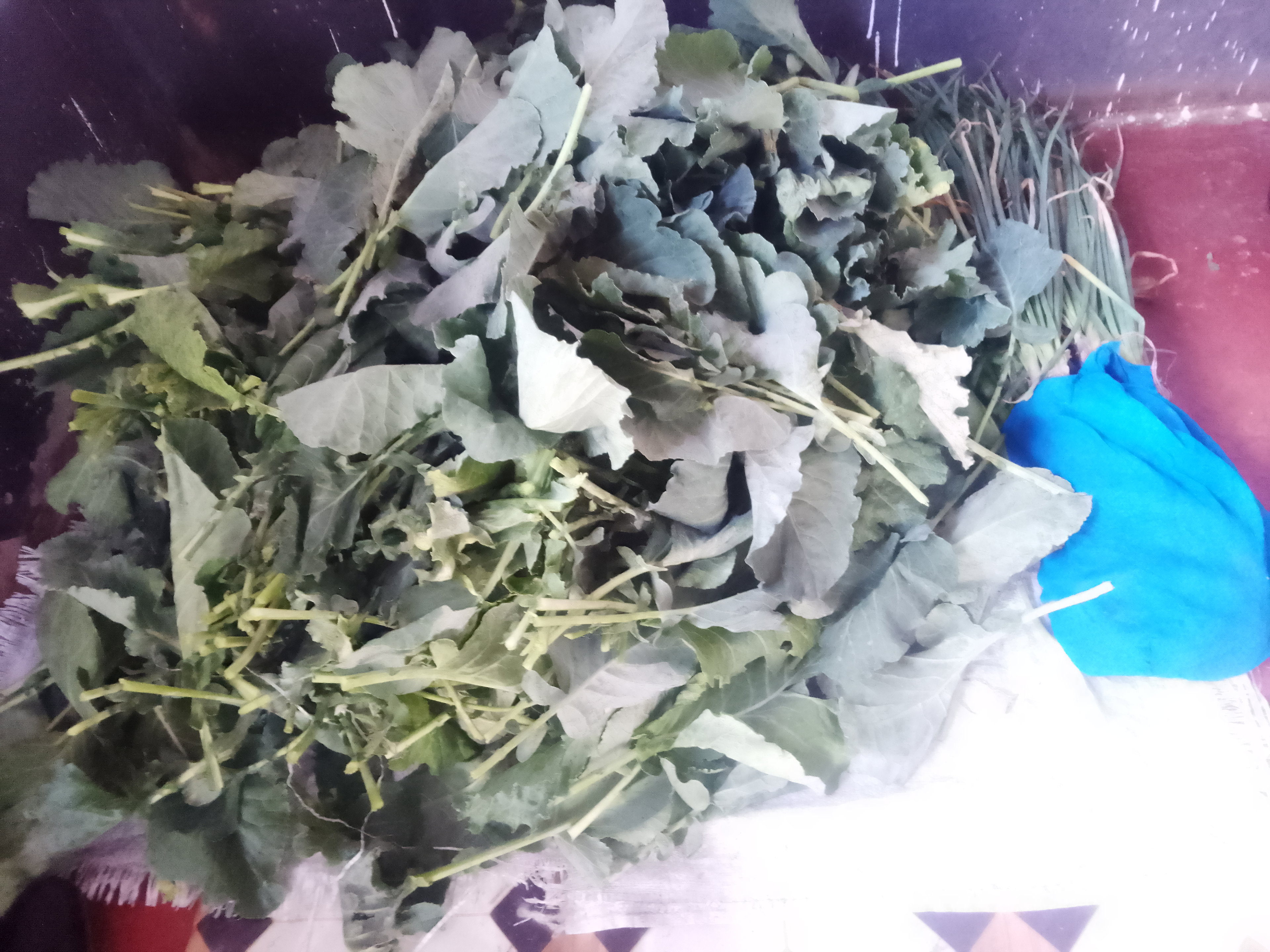 Kales/Sukuma wiki