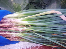 Onions 