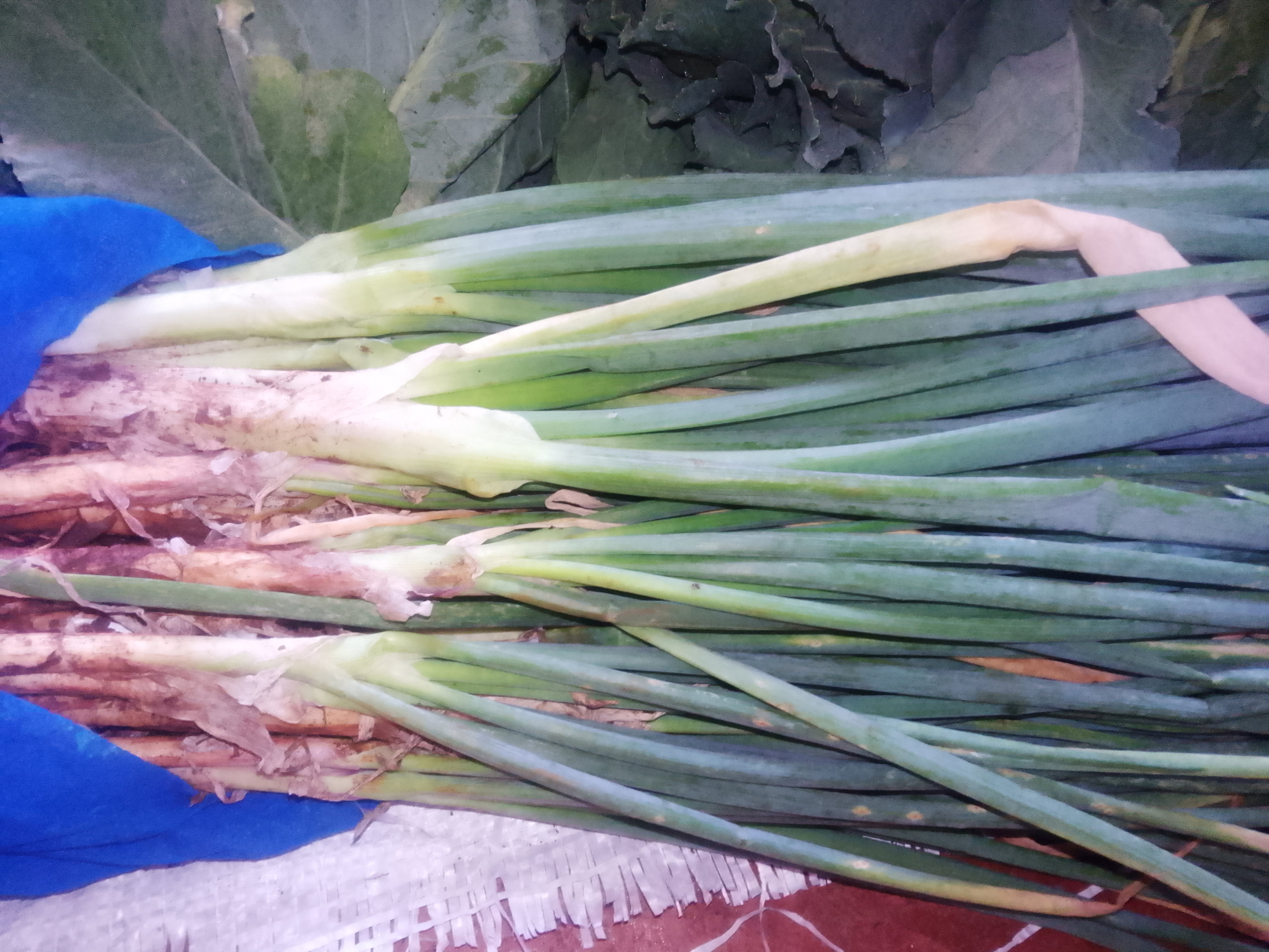 Onions 