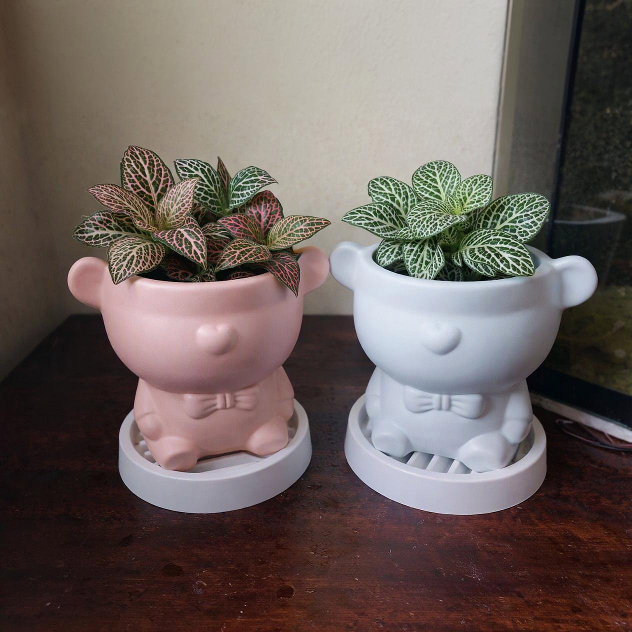 网纹草 Fittonia_0