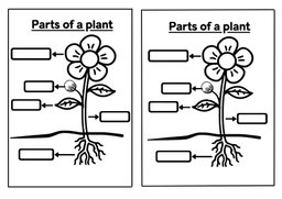 SCIENCE PARTS OF A PLANT