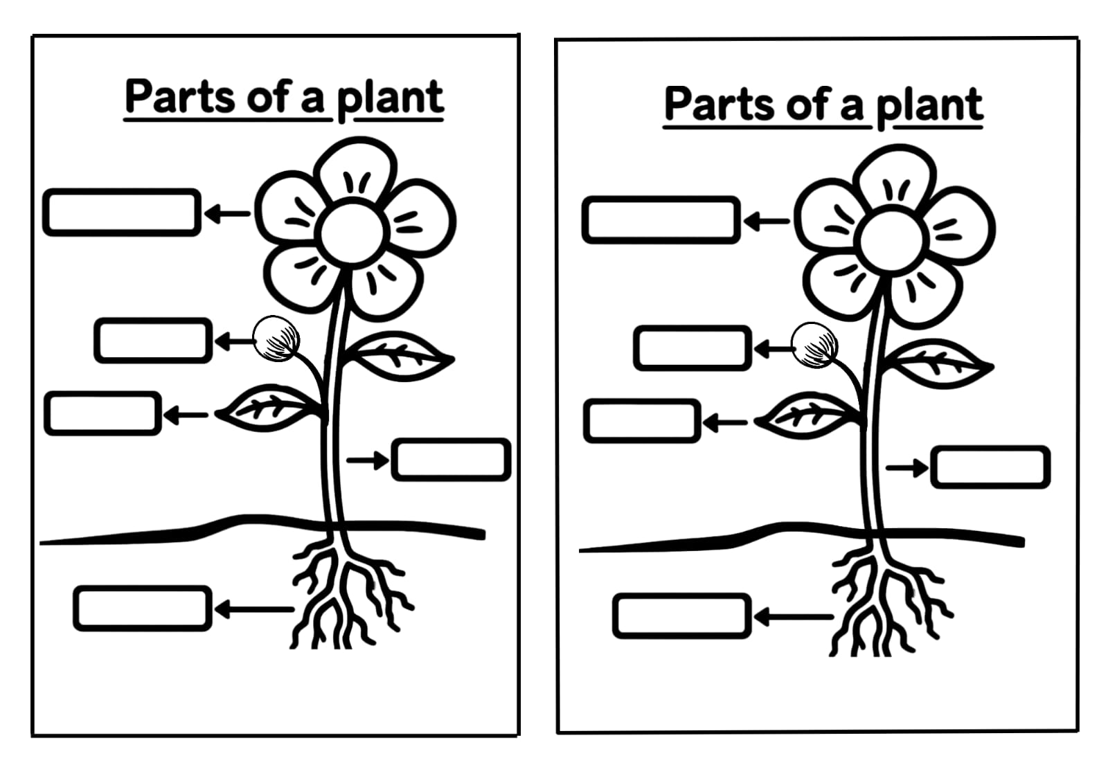 SCIENCE PARTS OF A PLANT
