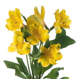 KN100-2 Alstroemeria Bali Yellow ألستروميريا