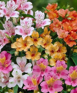 Alstroemeria - ألستروميريا