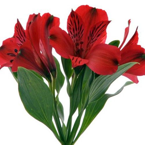 KN100-1 Alstroemeria Adele Red 80cm ألستروميريا 
