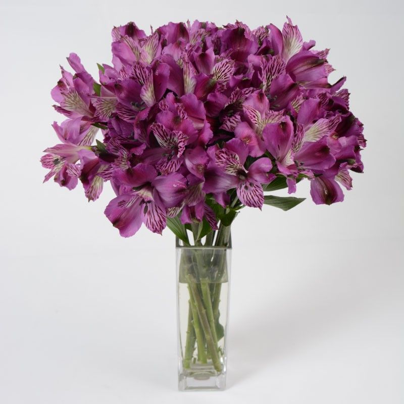 KN100-4 Alstroemeria Morado Purple 80cm ألستروميريا