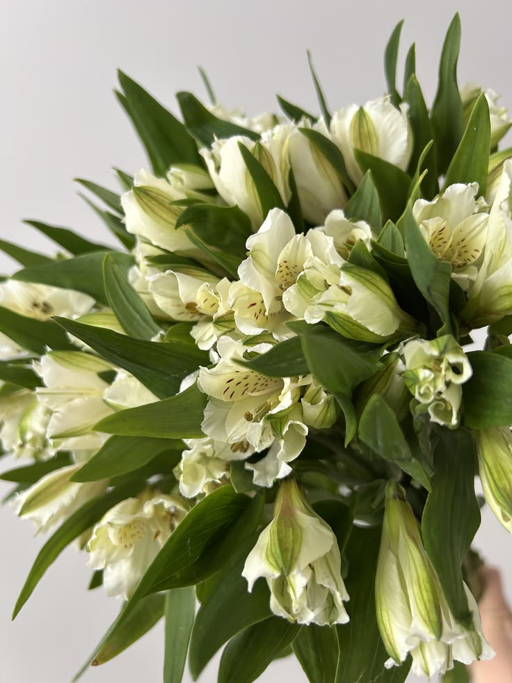 KN100-5 Alstroemeria Villa Massa White 80cm ألستروميريا_0