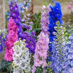 Delphinium - دلفينيوم