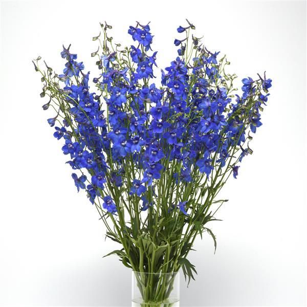 KN101-1 Delphinium Dark Blue 80cm دلفينيوم_0