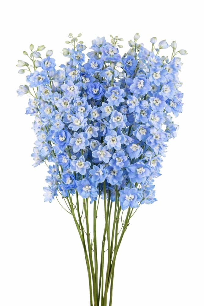 KN101-2 Delphinium Blue 80cm دلفينيوم