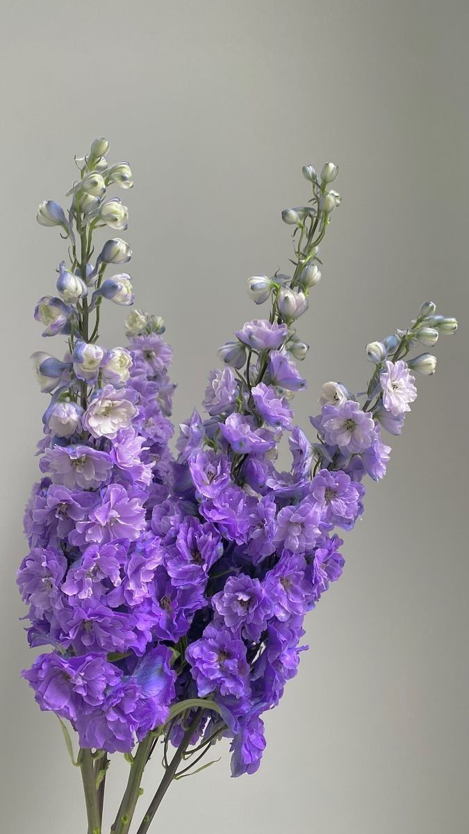 KN101-3 Delphinium Purple 80cm دلفينيوم