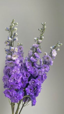 KN101-3 Delphinium Purple 80cm دلفينيوم