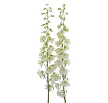 KN101-4 Delphinium White 80cm دلفينيوم