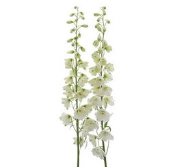 KN101-4 Delphinium White 80cm دلفينيوم