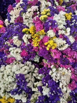 Limonium - ليمونيوم