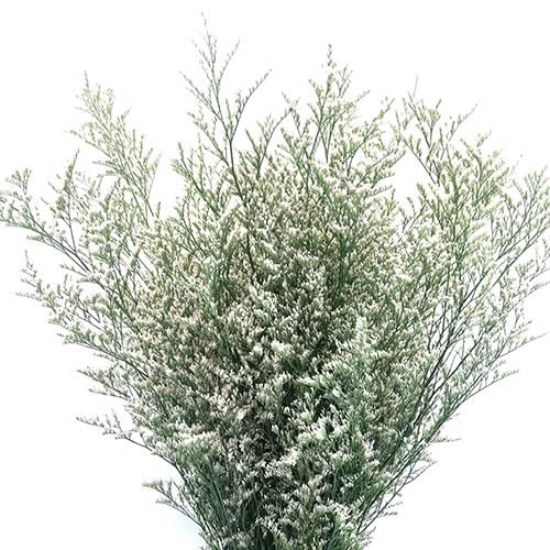 KN102-1 Limonium China White 60-65cm ليمونيوم_0