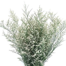 KN102-1 Limonium China White 60-65cm ليمونيوم